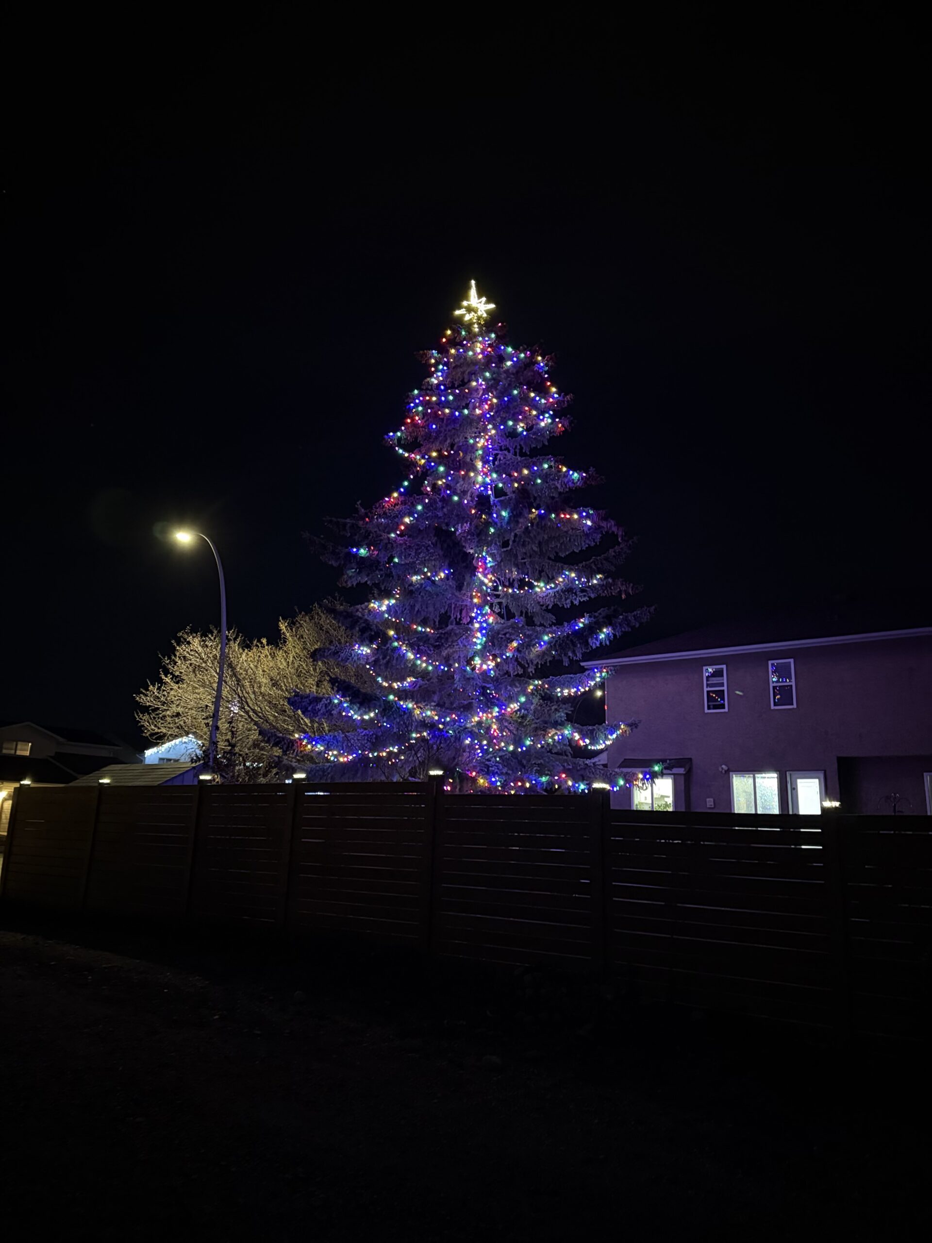 Spruce Christmas Tree!