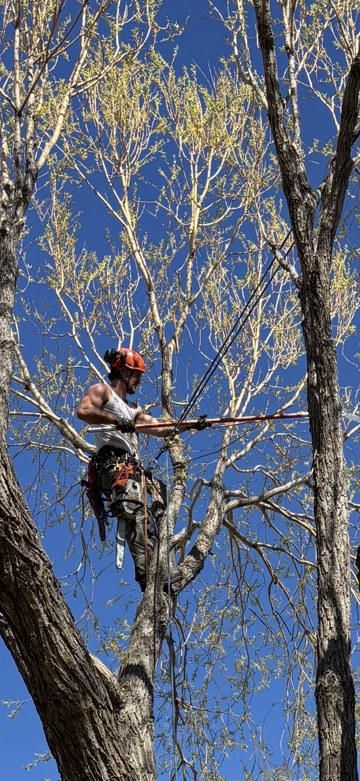 Tree Pruning