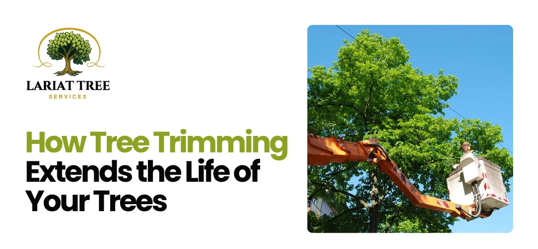 Tree Trimming Chestermere