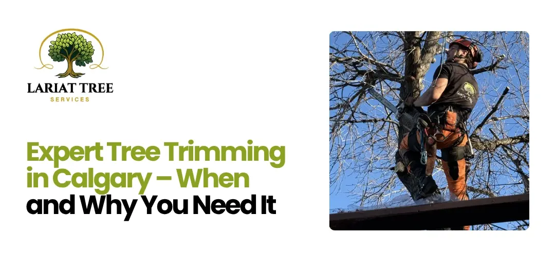 Expert Tree Trimming in Calgary – When and Why You Need It