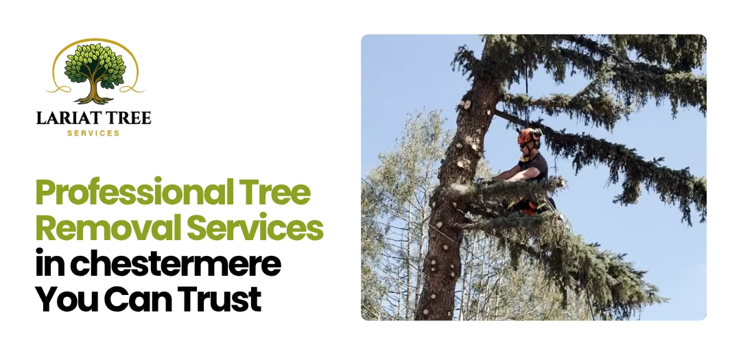 Tree Removal Services